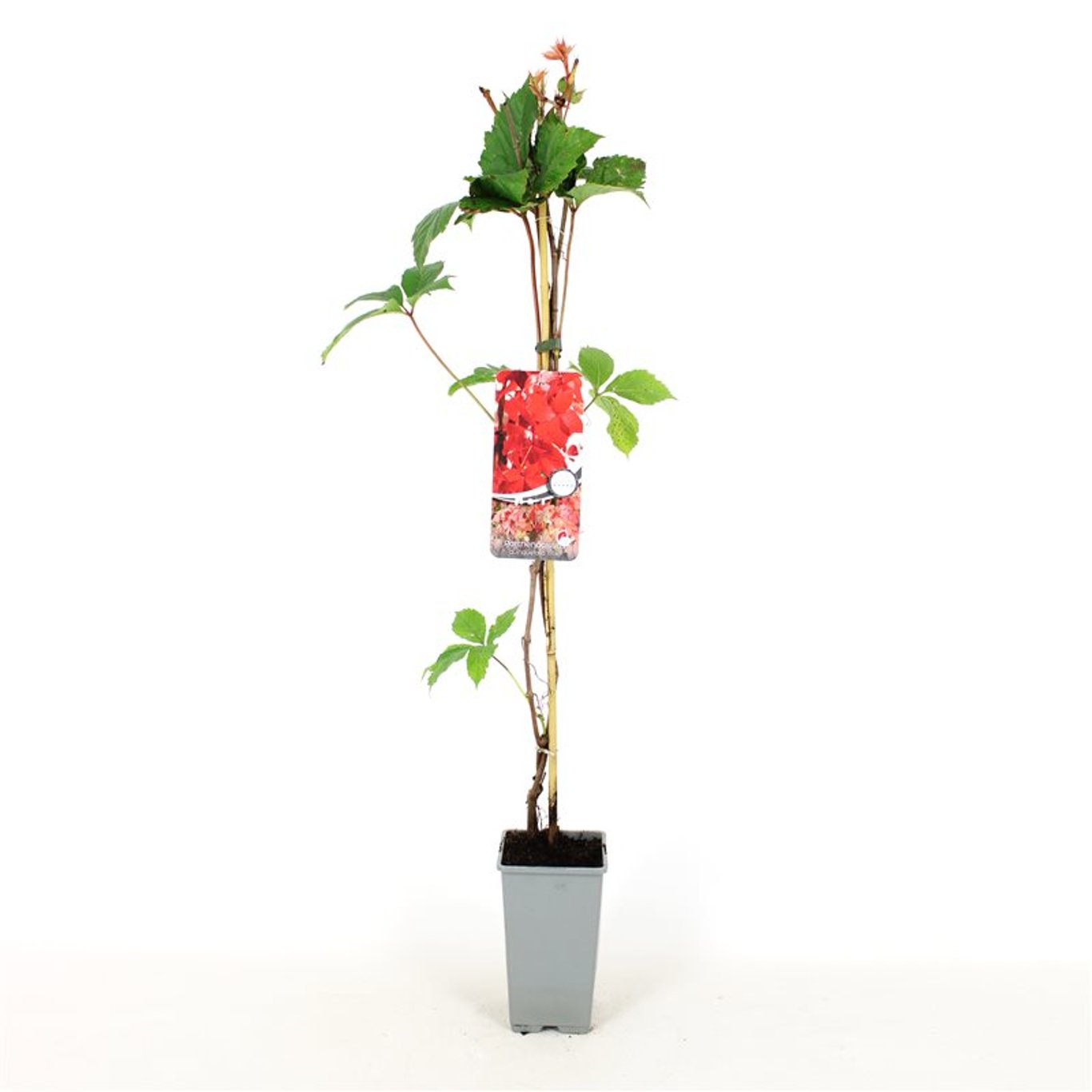 Parthenocissus q. 'Troki' - C2 80-100 CM Stick